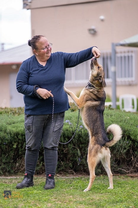 אוזי כלב מעורב לאימוץ בכלביית נתניה