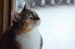 חתול יושב בבית ומסתכל מחוץ לחלון