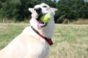 כלב שמח עם כדור בפה
