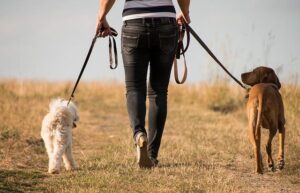 אישה מטיילת עם 2 כלבים