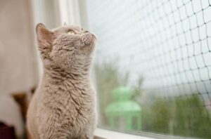 חתול מסתכל החוצה דרך חלון מרושת
