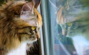 חתול ג'ינג'י מתסכל החוצה בחלון