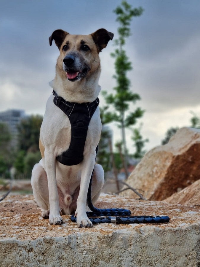 ג'אנגו כלב כנעני מעורב לאימות מכלביית נתניה
