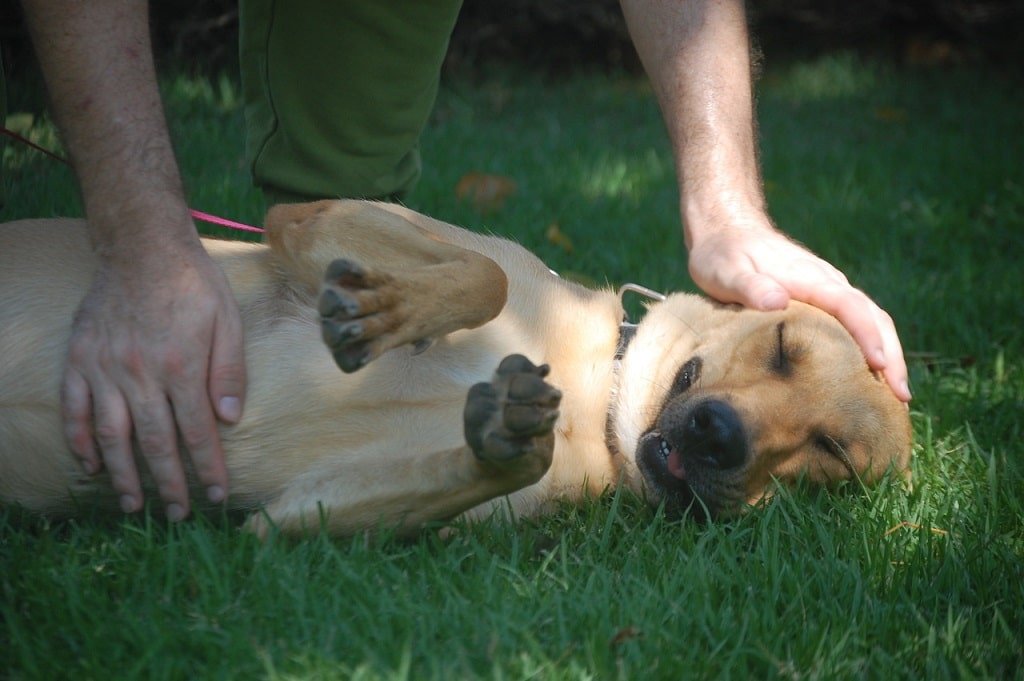נילי כלבה מעורב חום בינוני נקבה