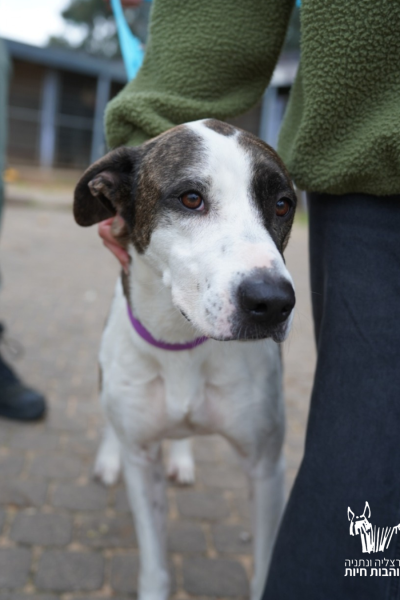 _ עם סמל קוקו תמונה