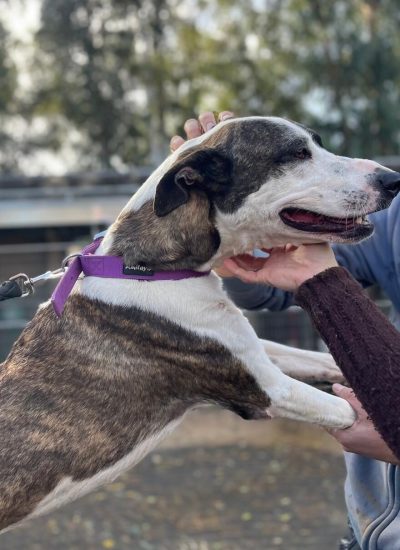 קוקי תמונה שצילמתי