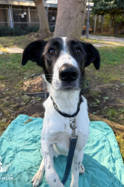 2קוקו תמונות עם סמל