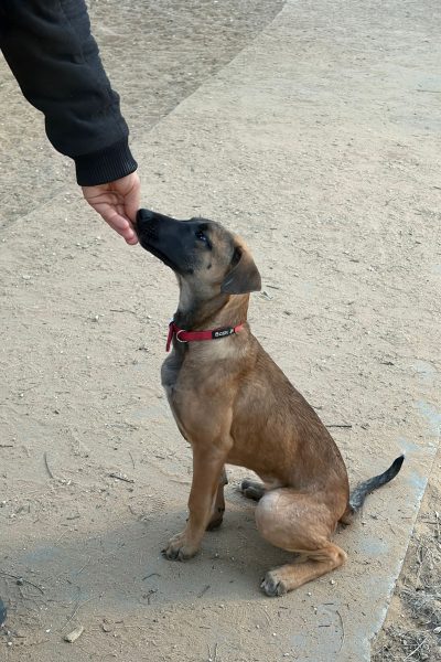 WhatsApp Image 2026-02-23 at 17.41.07