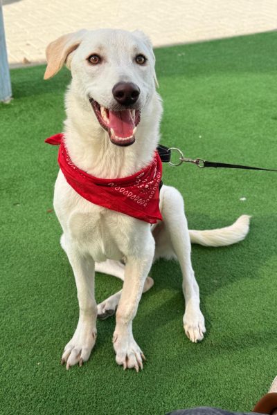 WhatsApp Image 2026-03-03 at 15.08.12 (3)