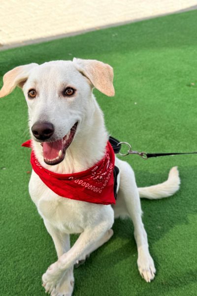 WhatsApp Image 2026-03-03 at 15.08.12 (4)