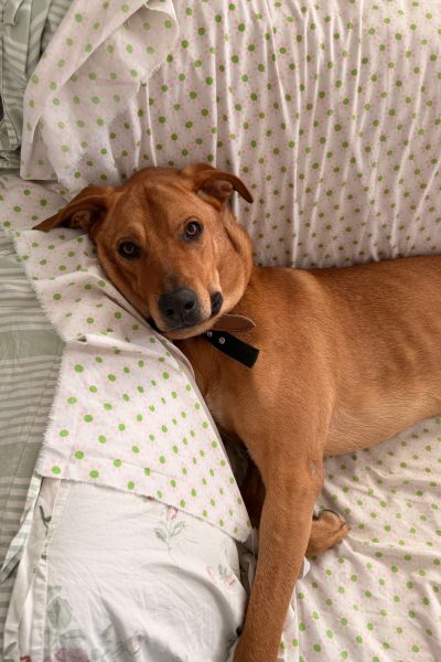 WhatsApp Image 2026-03-08 at 09.10.25 (1)