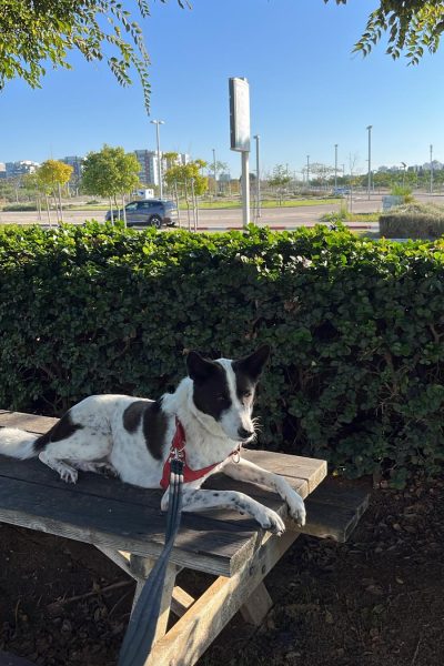 במבה הרצלי3 (1)