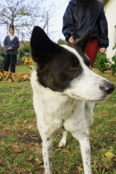 במבה הרצלי3 (2)