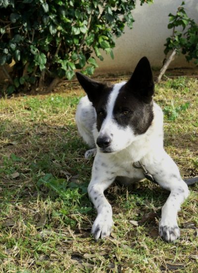 במבה-הרצליה1