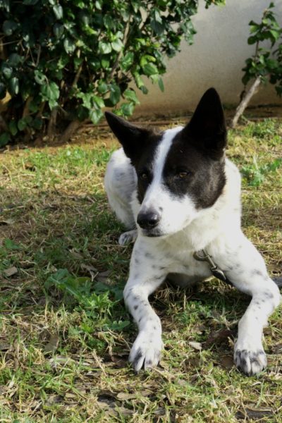 במבה-הרצליה1