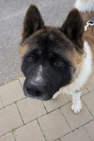 ג'רי האקטיה