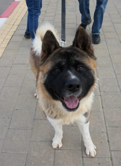 ג'רי האקיטה