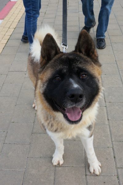 ג'רי האקיטה