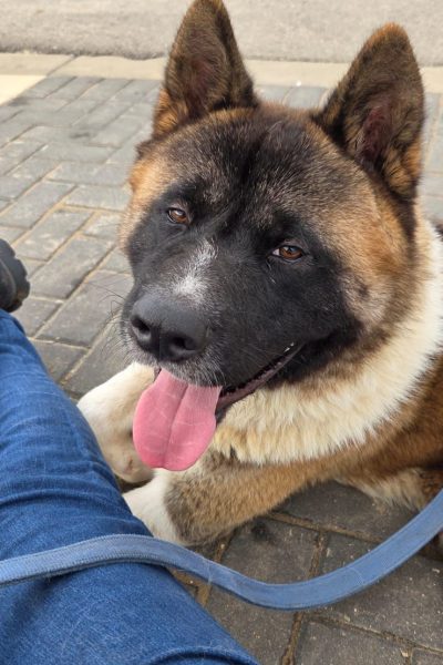 ג'רי-האקיטה הרצליה