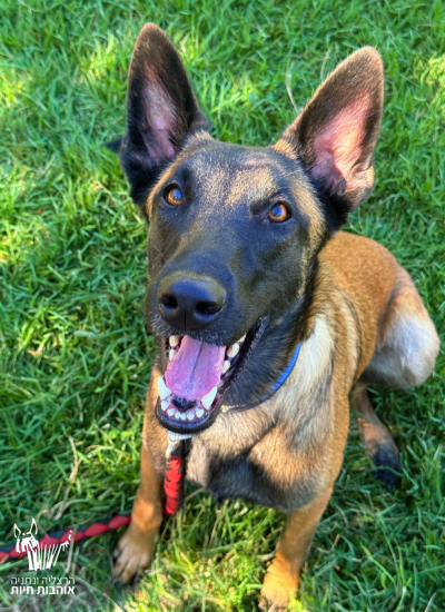 האנטר תמונה