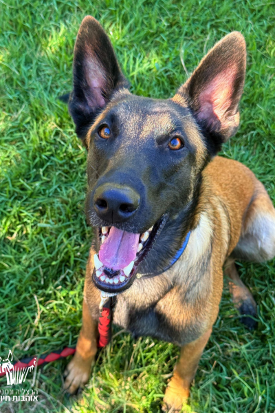 האנטר תמונה