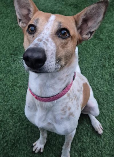 טרי הרצליה תמונה