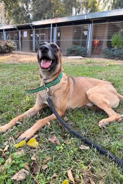 יוני- נתניה