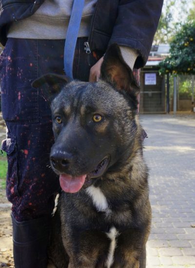 מושיק-נתניה