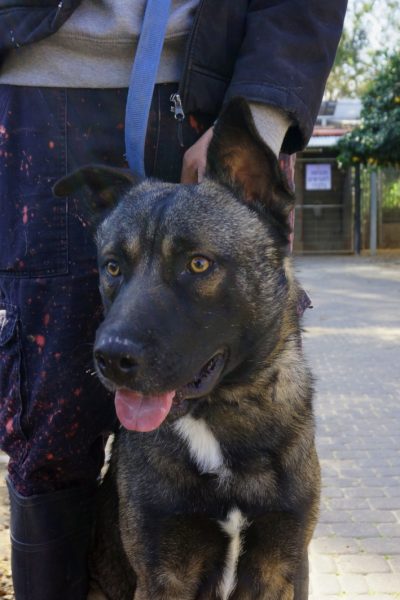 מושיק-נתניה