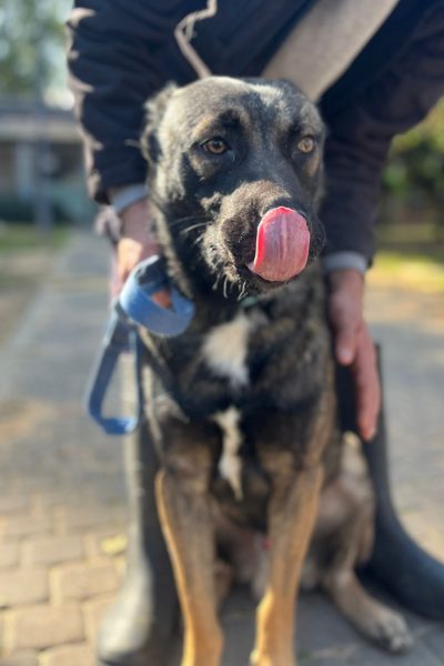 מושיקנתניה1