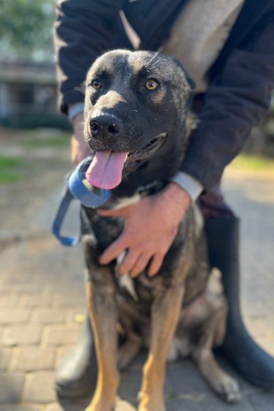 מושיקנתניה2