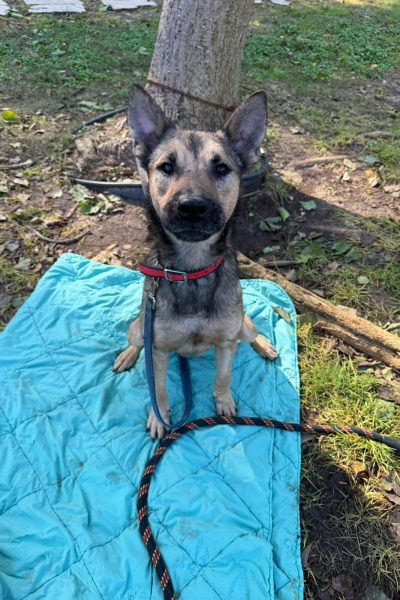מיילו-נתניה