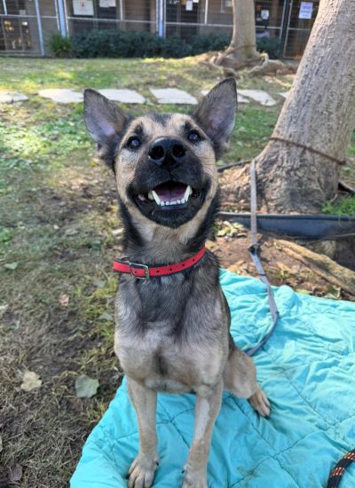 מיילו-נתניה2