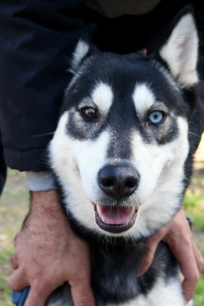 סופי תמונה ראשית