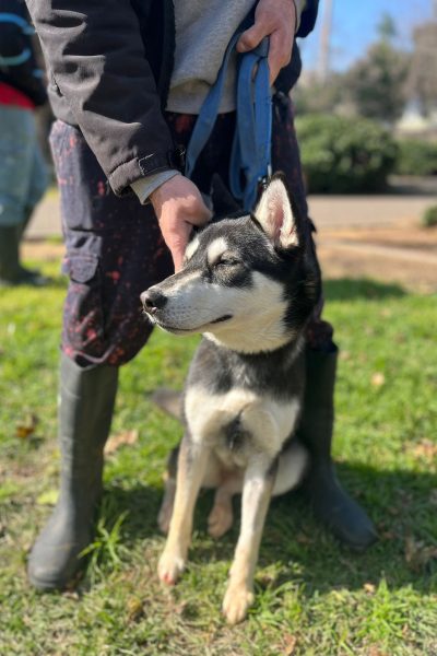 סופי תמונה1