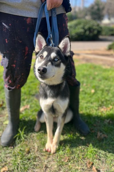 סופי תמונה2