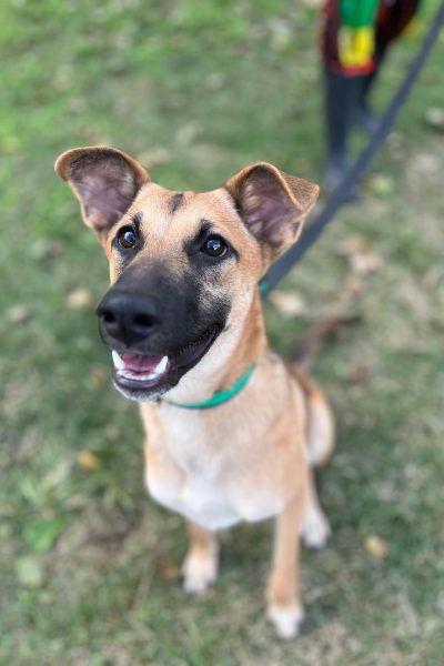 סיגי תמונה לאתר ראשית