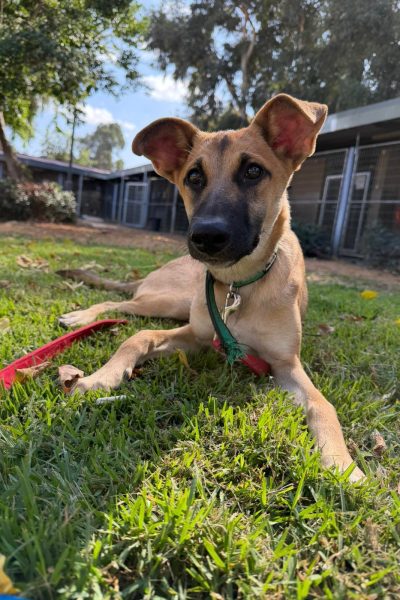 סיגי תמונה לאתר2