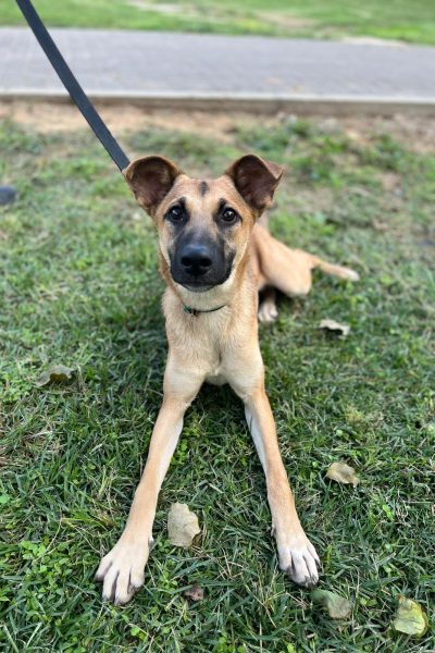 סיגי תמונות לאתר