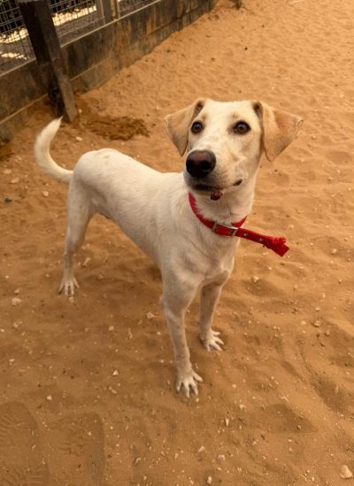 פוצ'י נתניה (1)