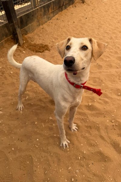 פוצ'י נתניה (1)