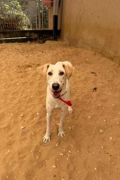 פוצ'י נתניה1