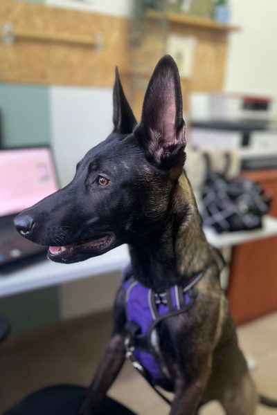 רונה מעודכן 2 נתניה