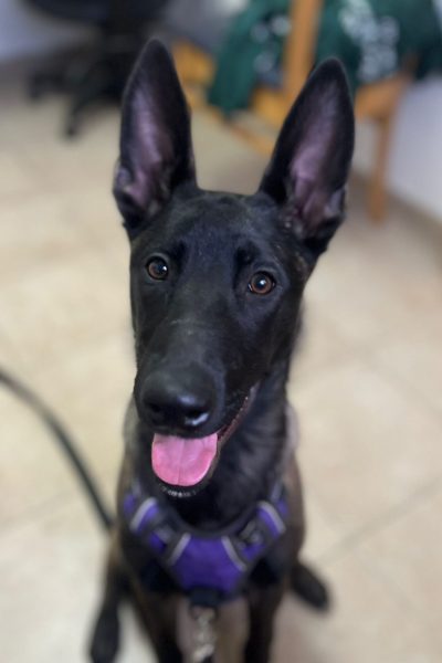 רונה מעודכן נתניה