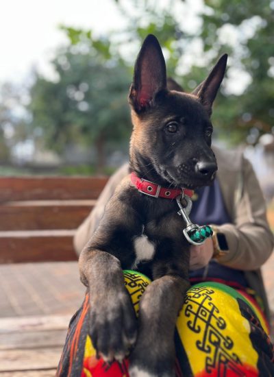 רונה תמונה לאתר