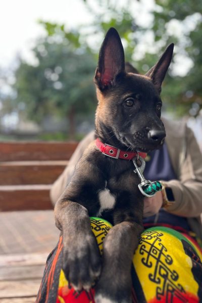 רונה תמונה לאתר